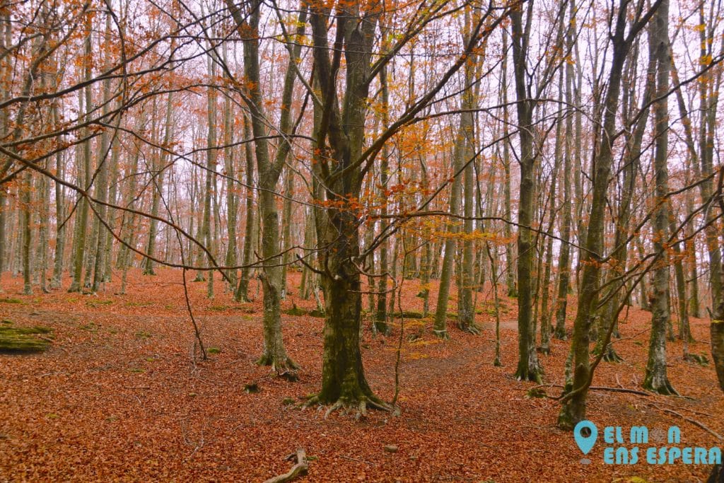 Excursió a les roques encantades