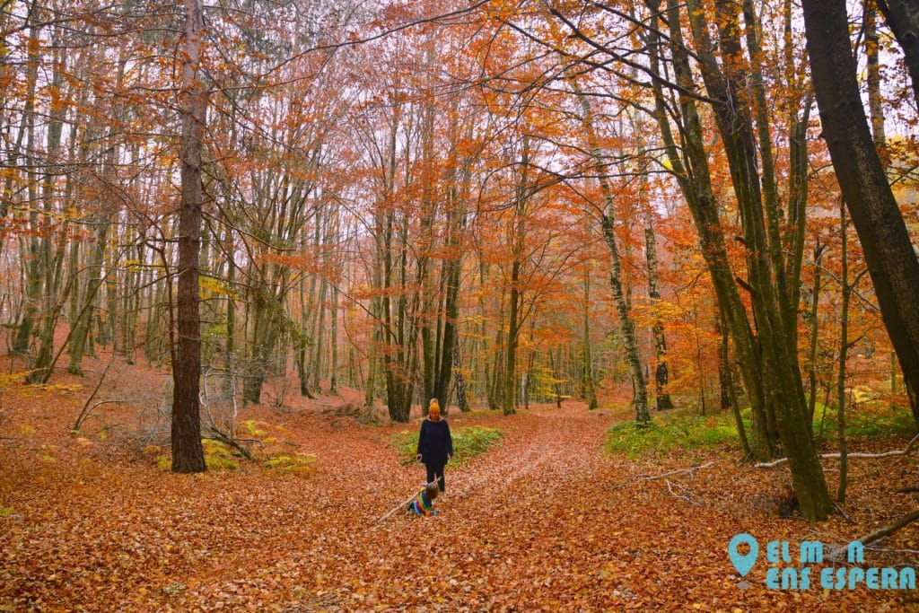 Excursió a les roques encantades