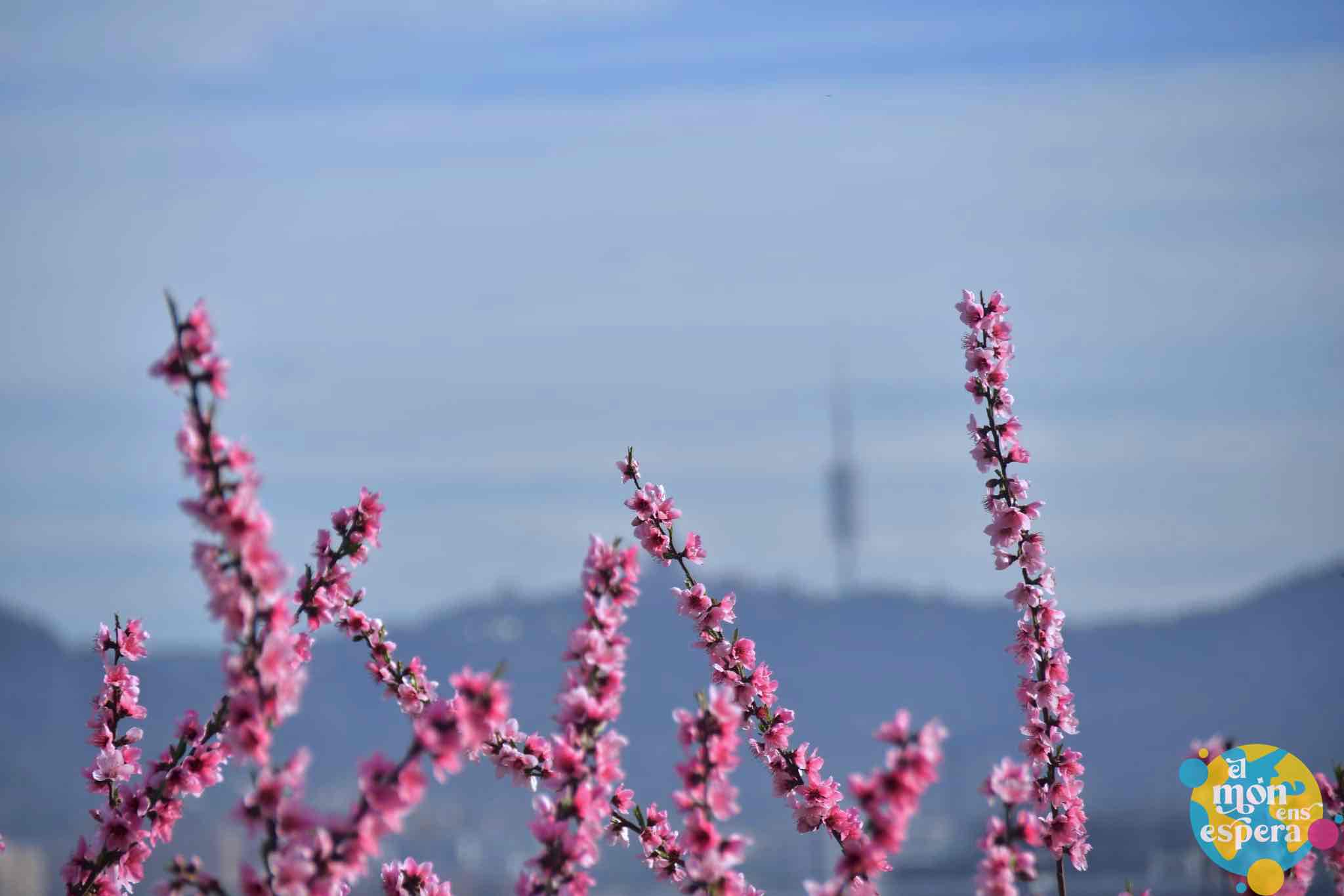 Aquesta imatge té l'atribut alt buit; el seu nom és floracio-parc-agrari-6.jpg