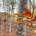 l'arbre dels follets