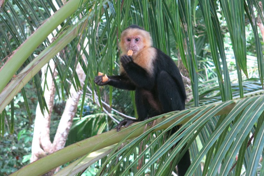 costa rica