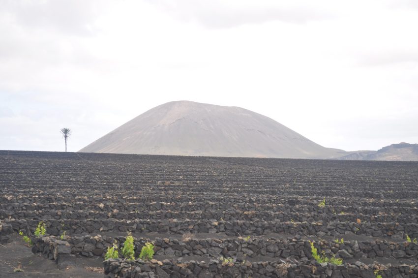 bodegues el grifo lanzarote