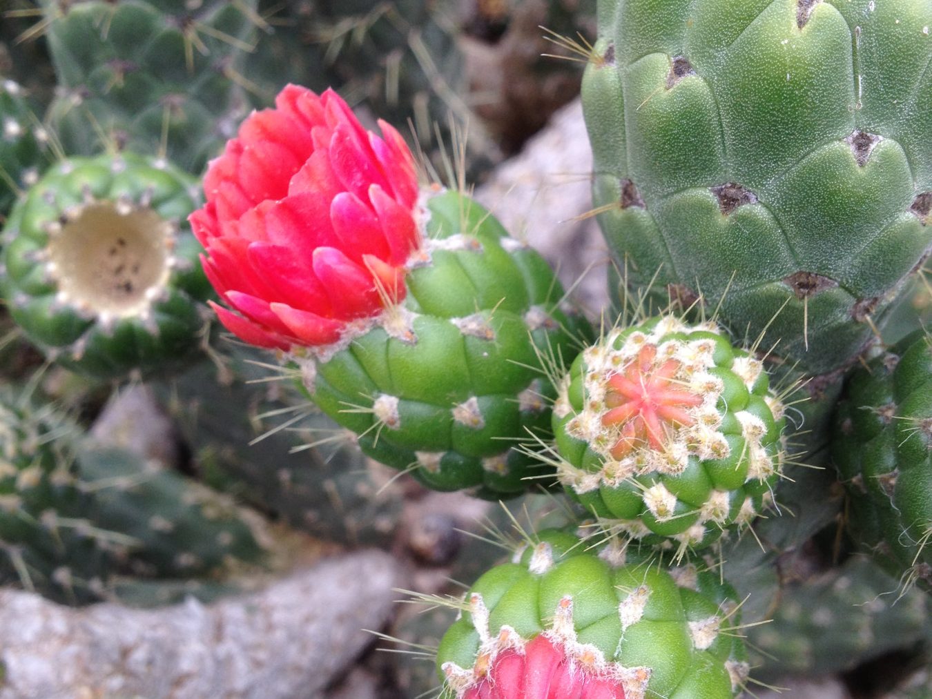 jardin cactus