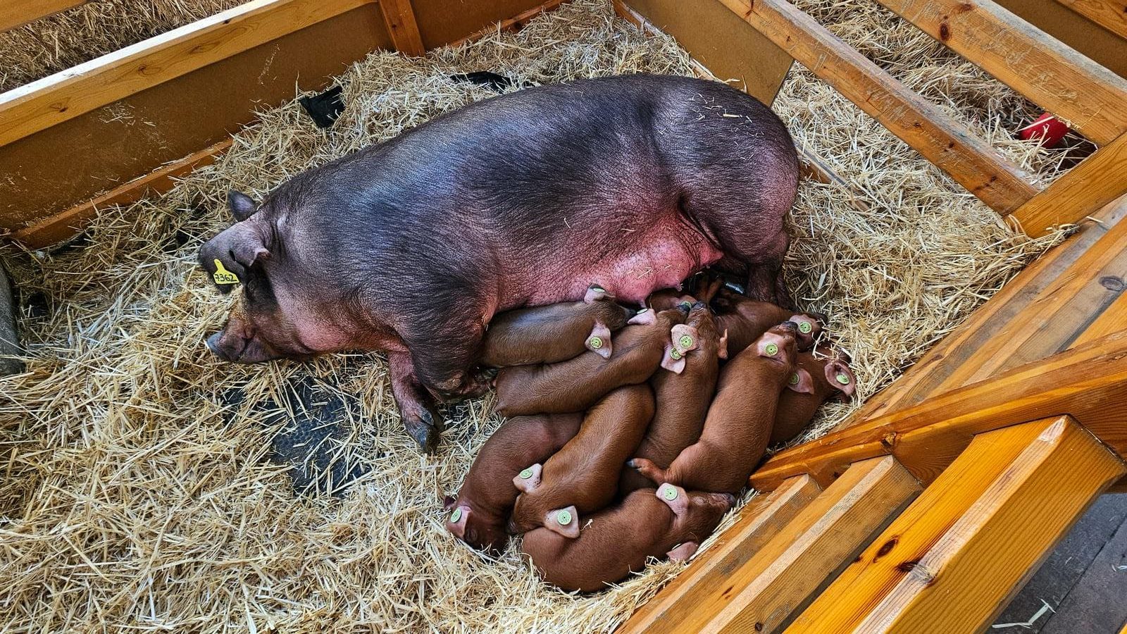 mercat del ram porcs