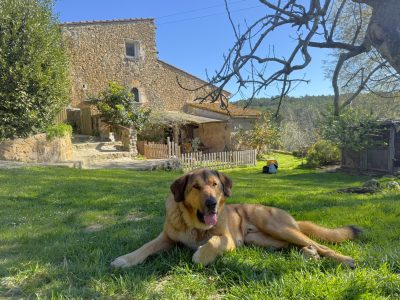 allotjaments petfriendly