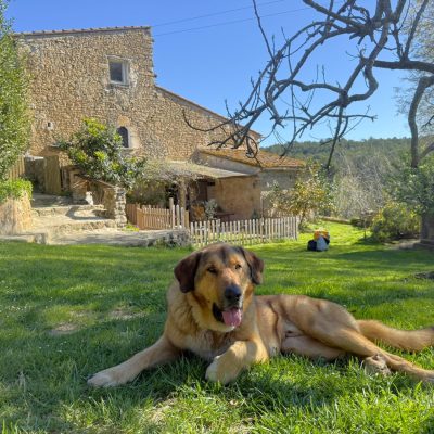 allotjaments petfriendly