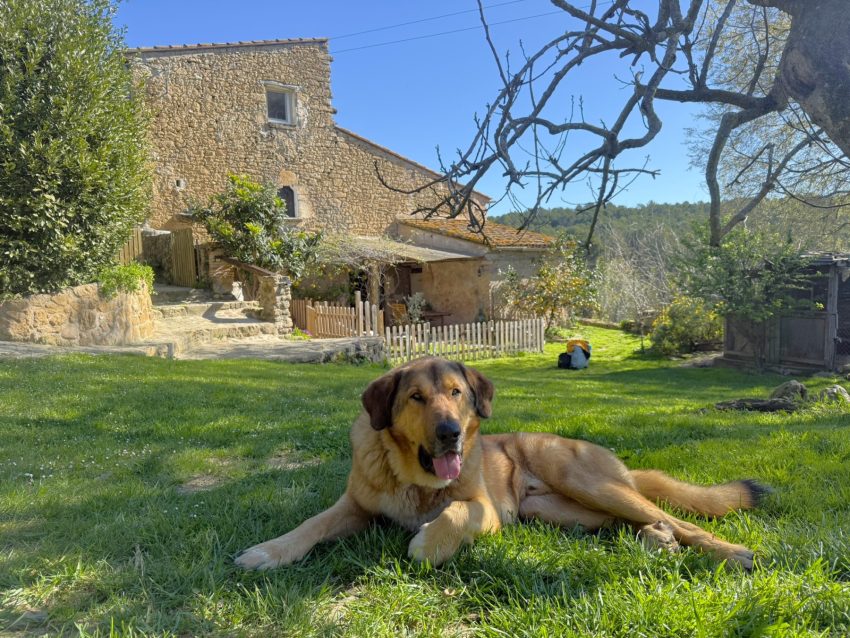 allotjaments petfriendly