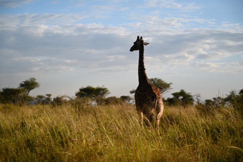 serengeti girafa 45