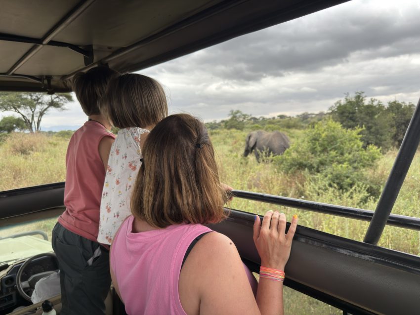 tarangire elefants veient