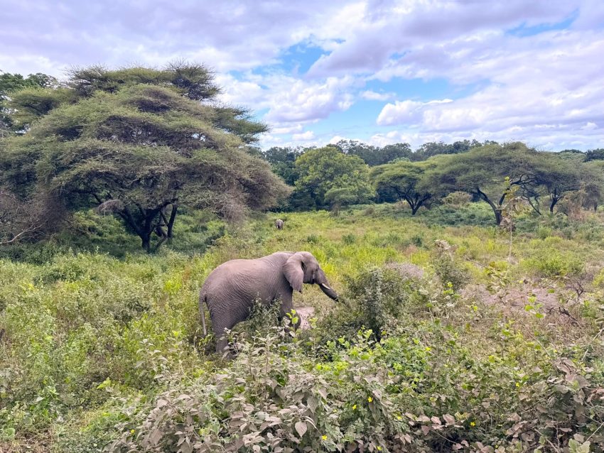 llac manyara elefant