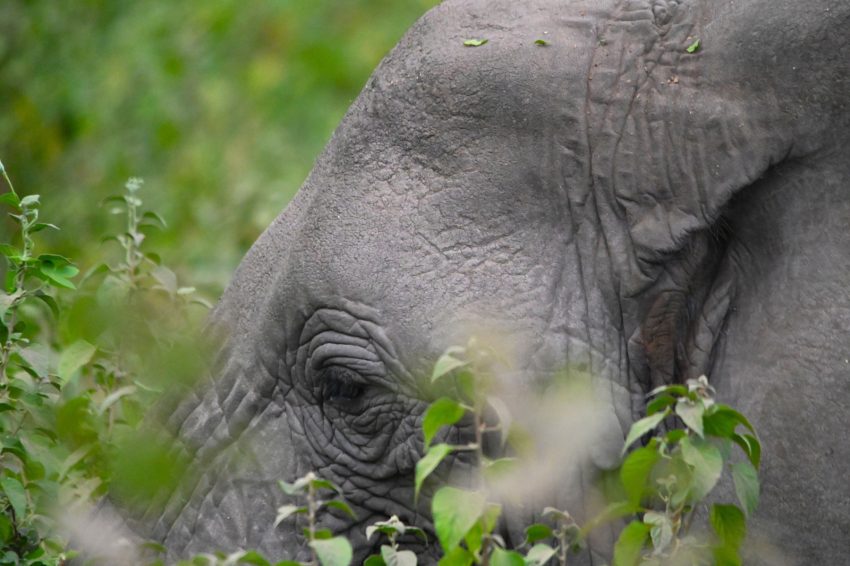 llac manyara elefant detall