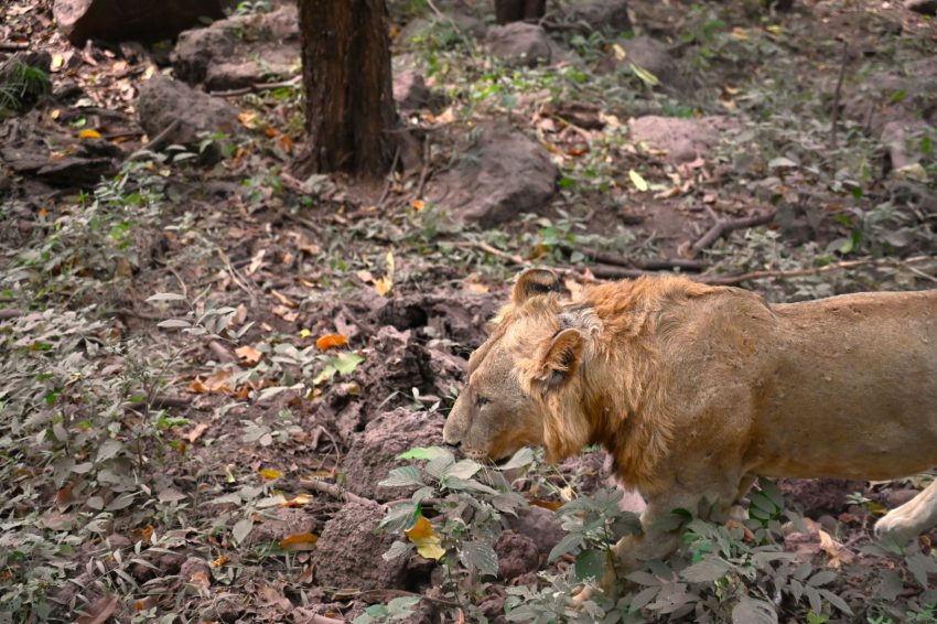 llac manyara lleo