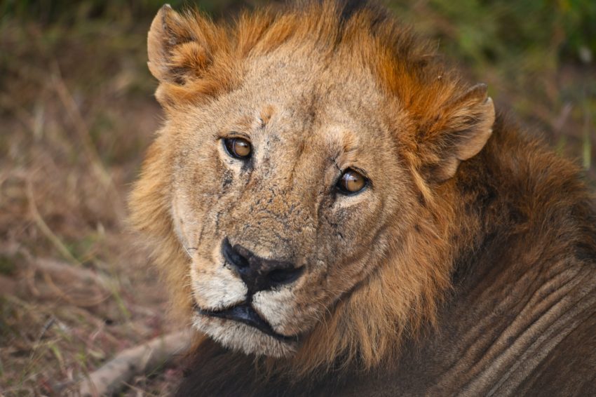 llac manyara lleo retocat