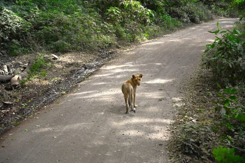llac manyara lleona