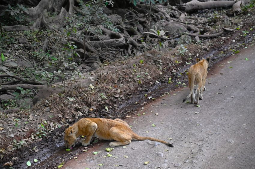 llac manyara lleonets