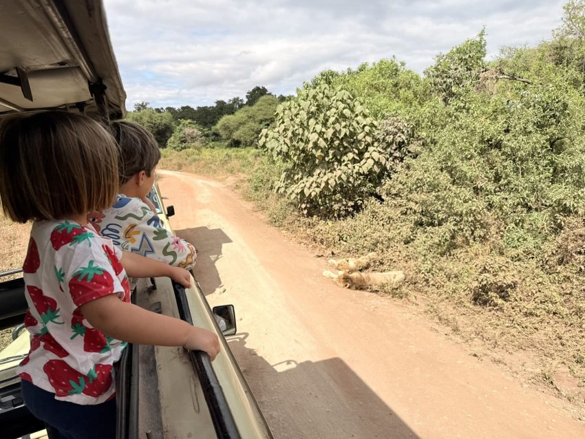 llac manyara lleons dormint