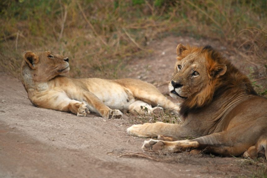 llac manyara lleonsss