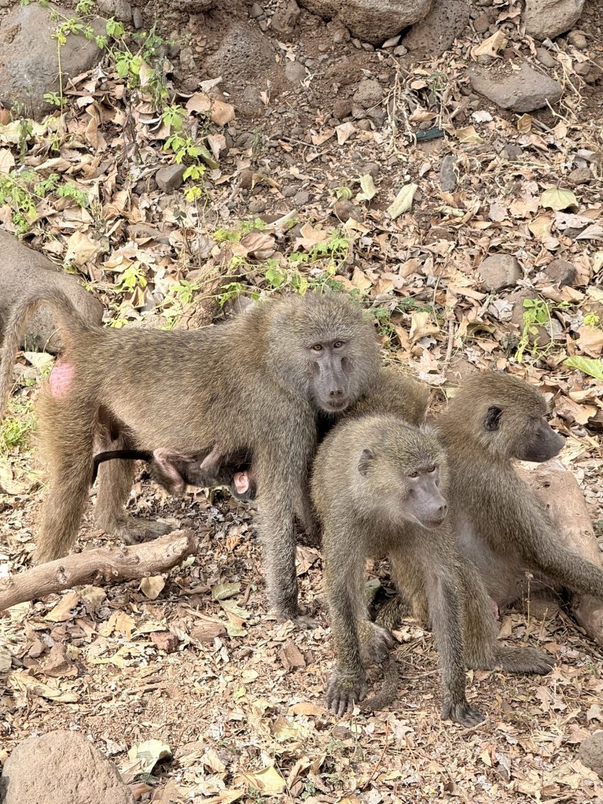 llac manyara micos