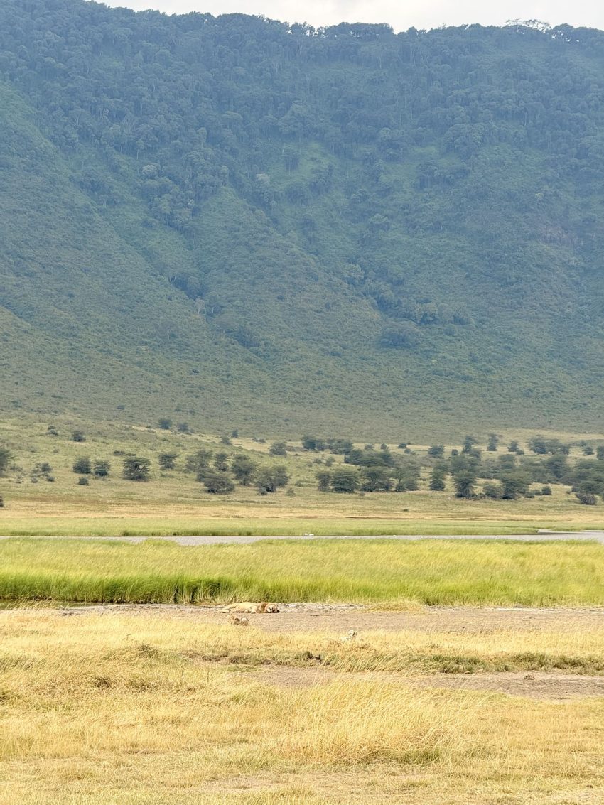 ngorongoro lleo