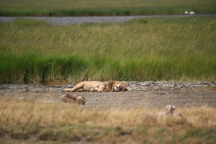 ngorongoro lleo