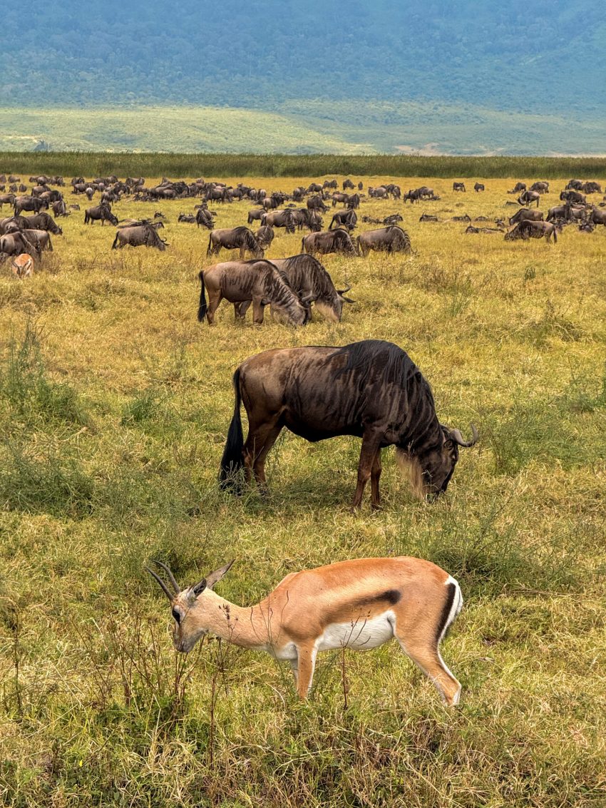 ngorongoro ramats