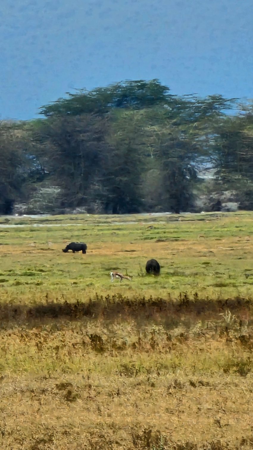 ngorongoro rinoceront