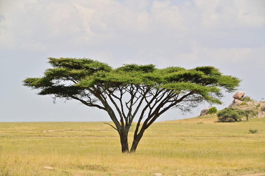 serengeti arbre