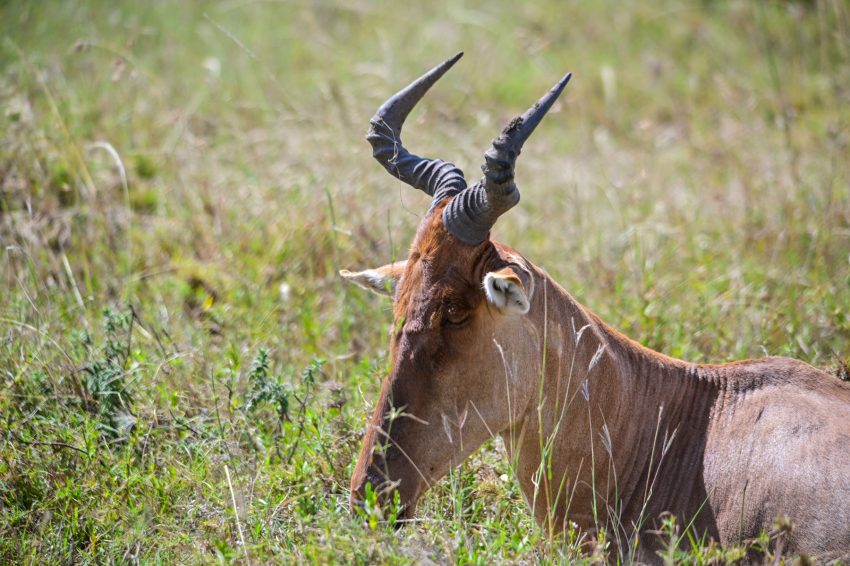 serengeti cabrotes