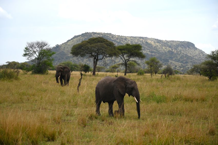serengeti elefant 7878