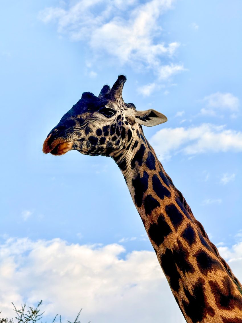serengeti girafa curt