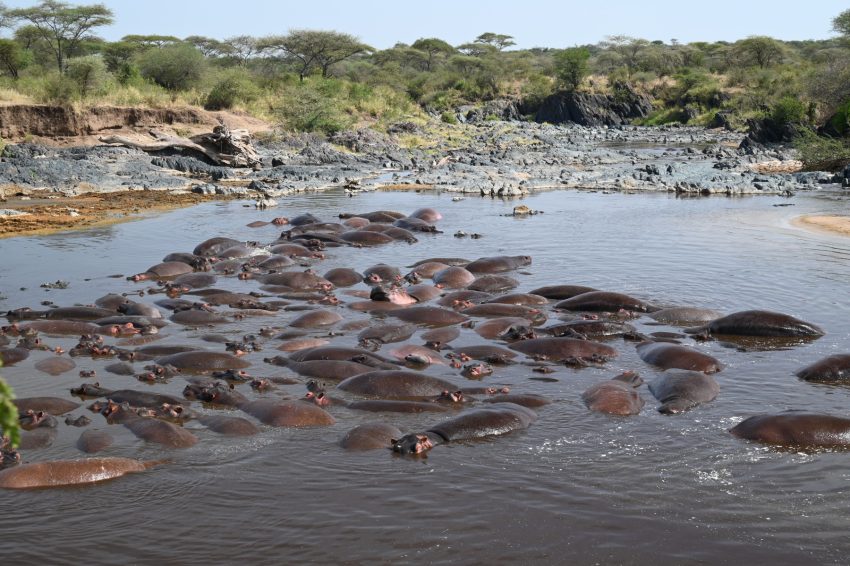 serengeti hipopotamsss