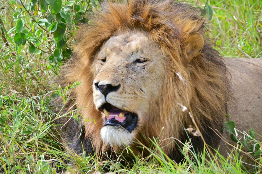 serengeti lleo