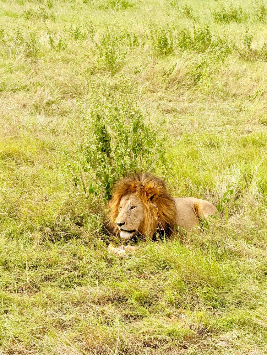 serengeti lleods