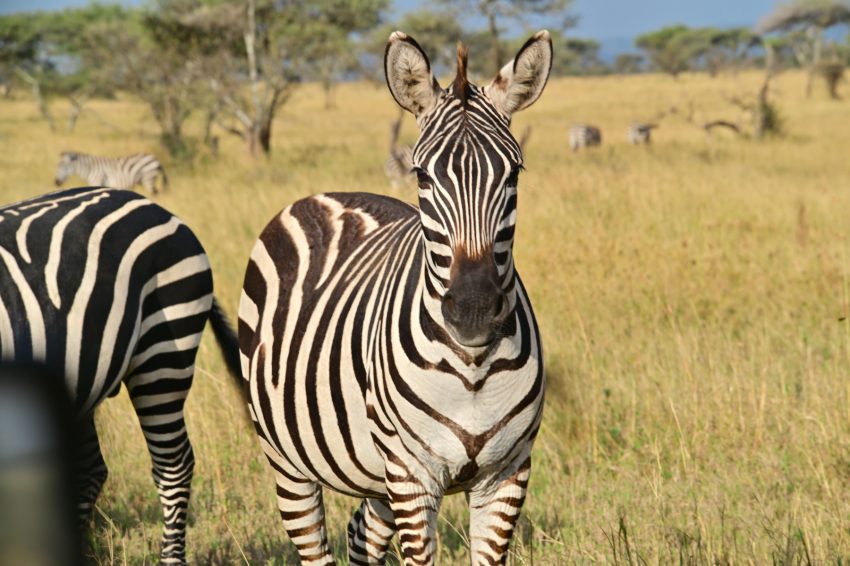 serengeti zebraa