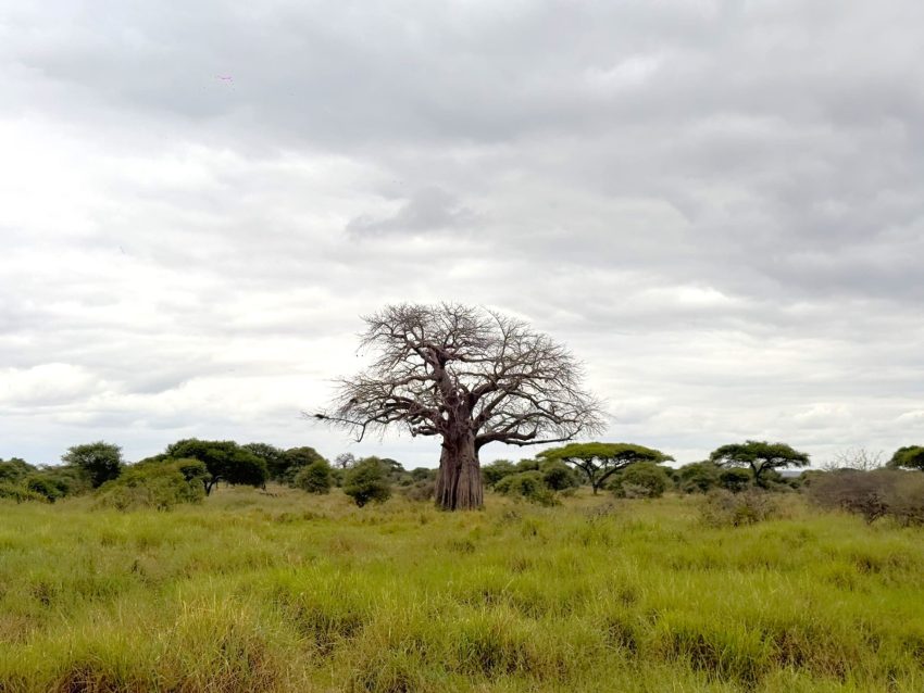 tarangire baobabs