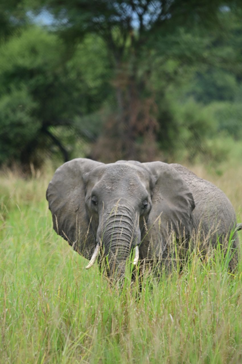 tarangire elefant 11