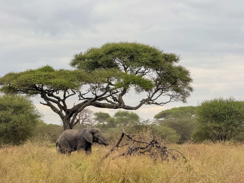 tarangire elefant 67