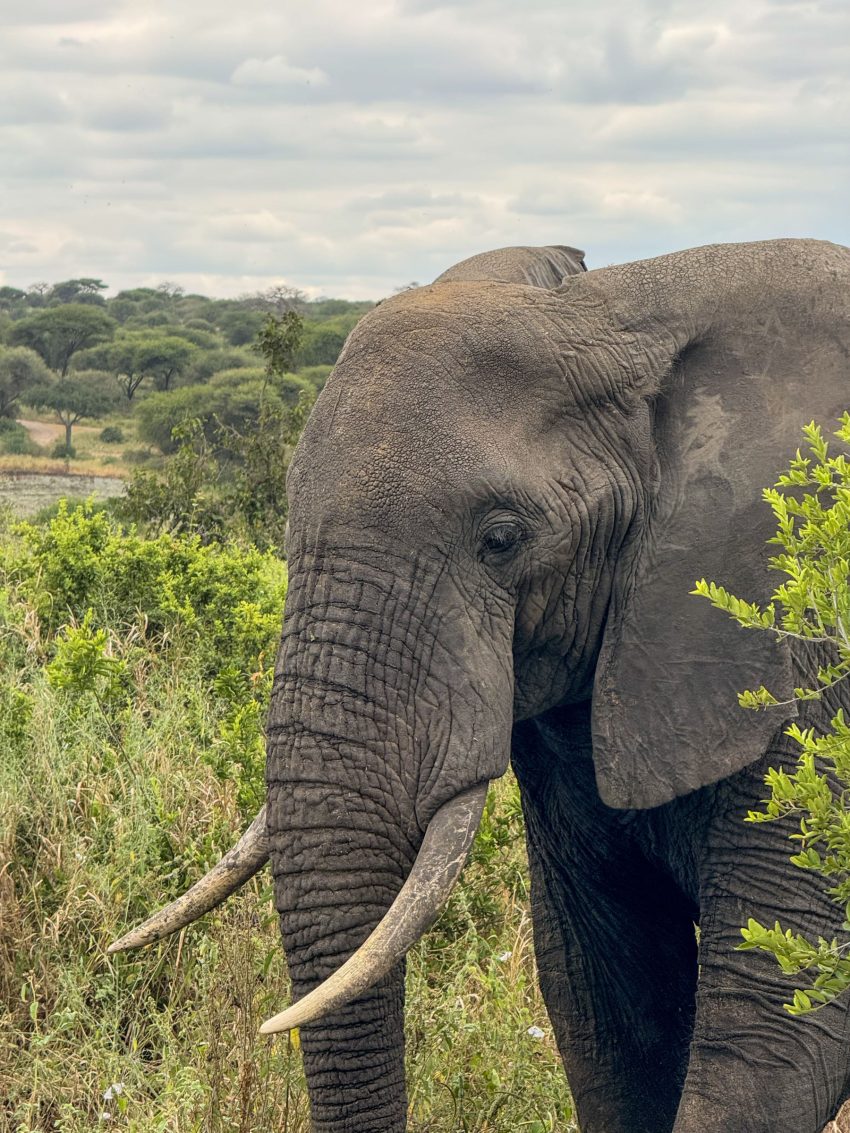 tarangire elefant 899
