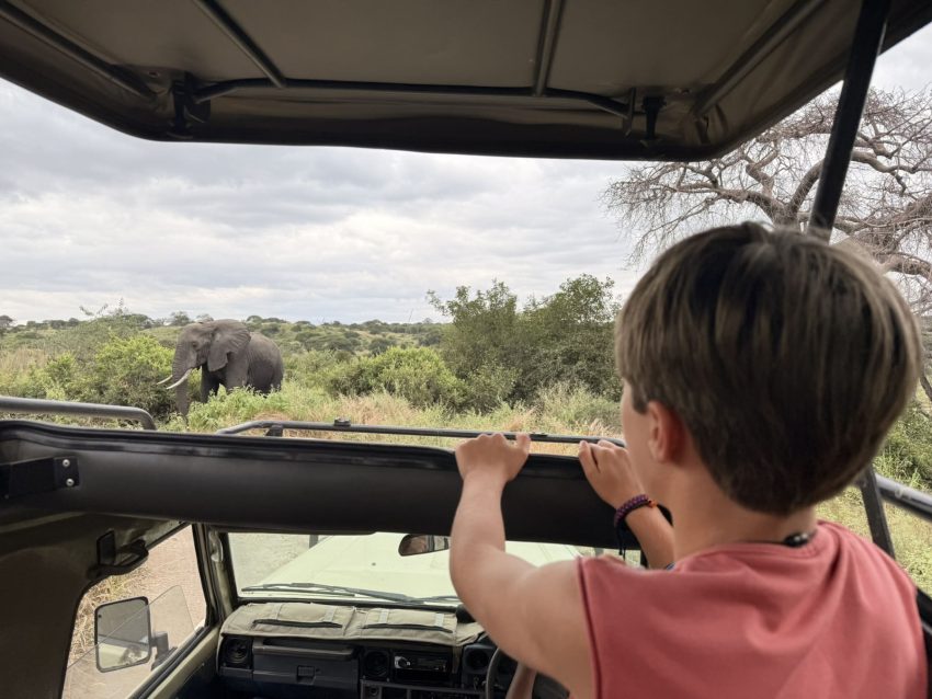 tarangire elefants 5