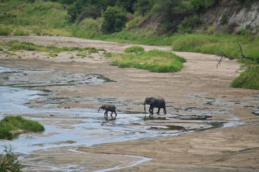 tarangire elefants riu