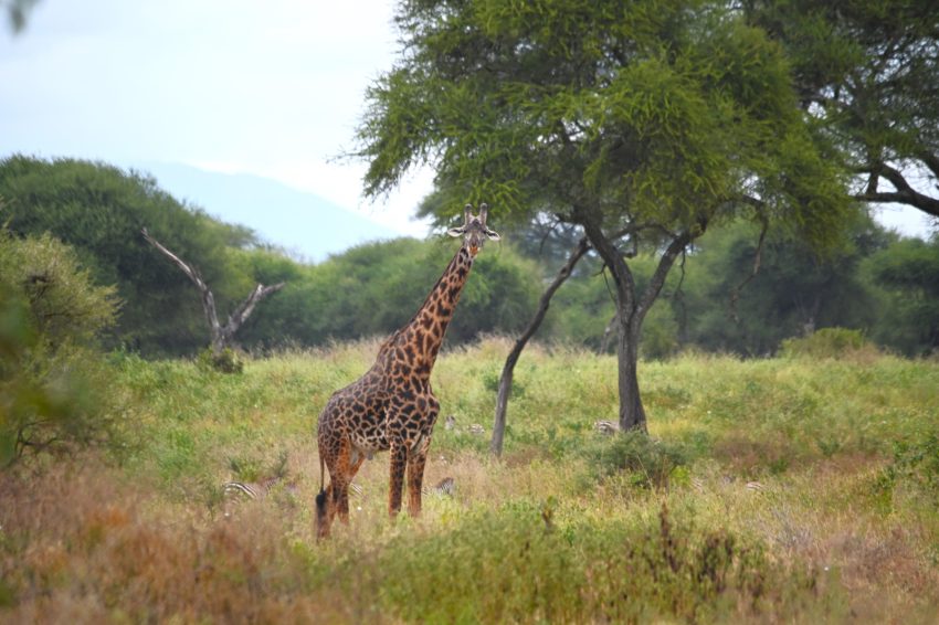 tarangire girafa 3