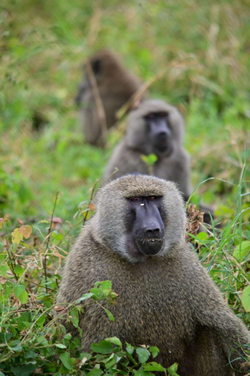 tarangire micos