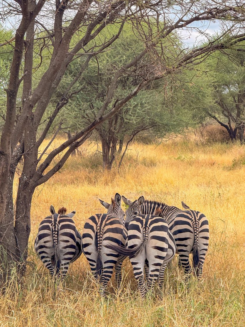 tarangire zebra