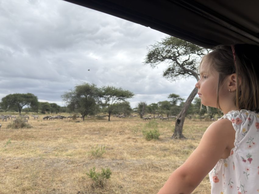 vistes cotxe safari