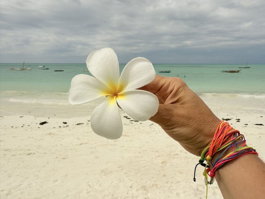 zanzibar flor