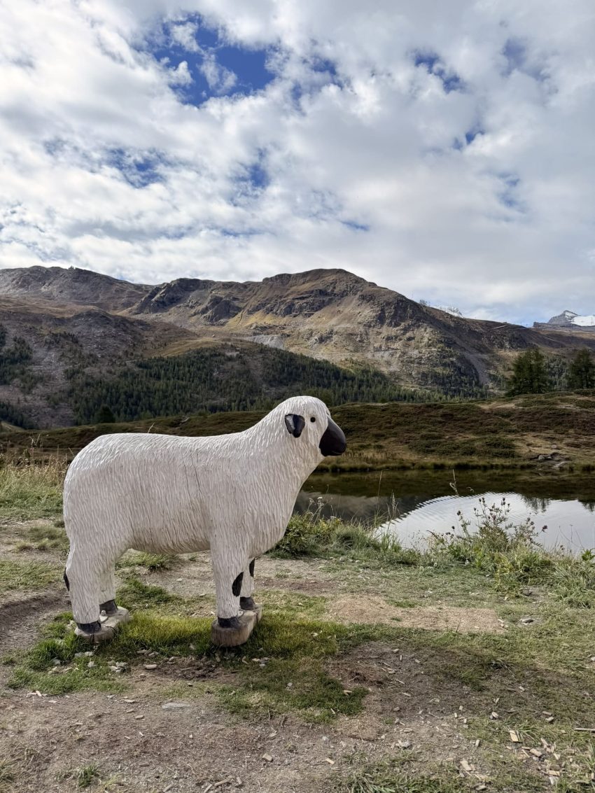 sunnega wolli park ovella