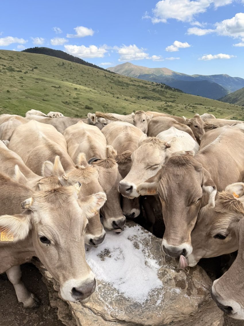 vaques vall de boi 4