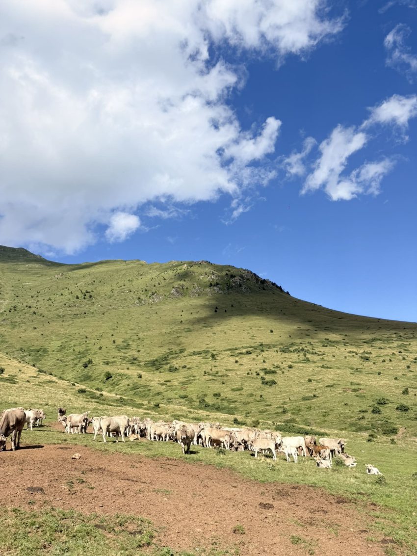 vaques vall de boi 5