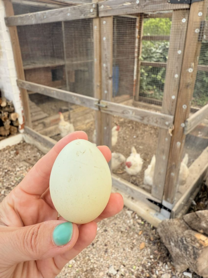 sa briseta gallines