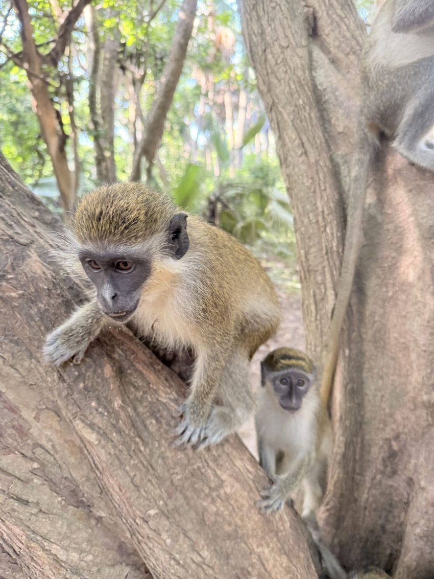 monkey forest
